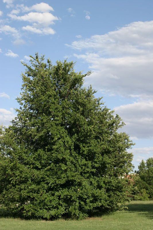 Cedar Elm tree growin in a field.