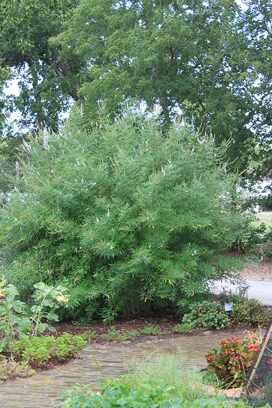 The Chaste Tree growing in a yard.