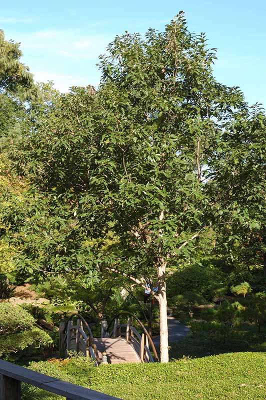 The Chinkapin Oak tree growing in a field.