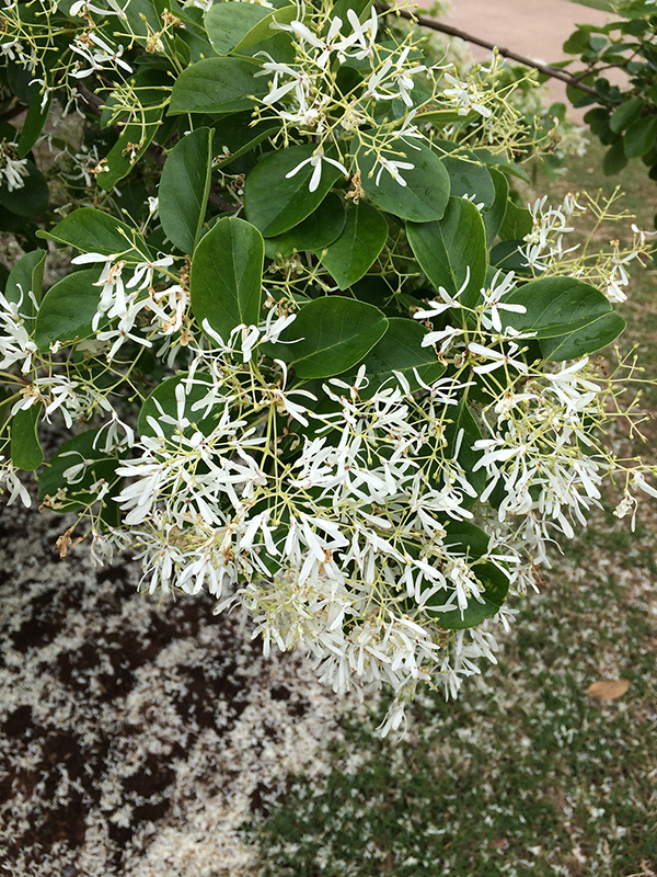 Close up of the white spring flowers on the Fringetree.