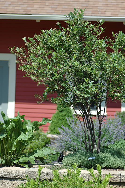 Chokeberry shrub growing in a yard.