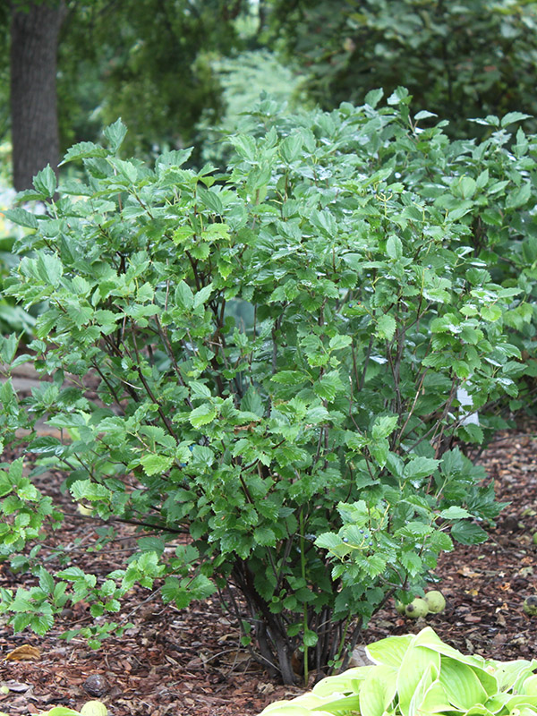 Christom Blue Muffin shrub growing in a flowerbed.