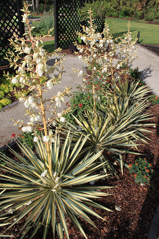 Color Guard Variegated Yucca plants growing in a flowerbed.