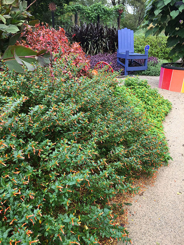 Cuphea plant growing along a sidewalk.