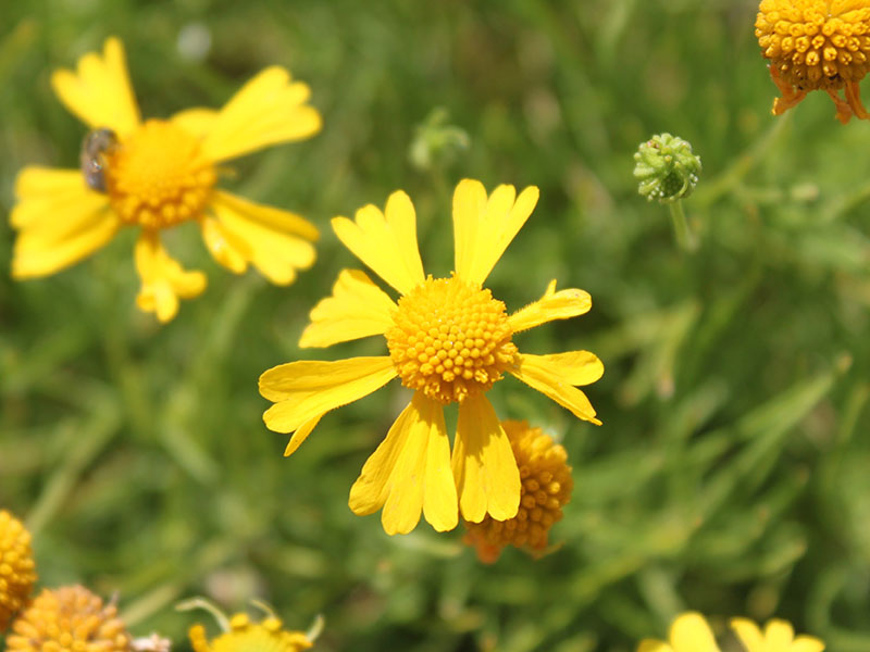 Dakota Gold Sneezeweed flower head with yellow petals.