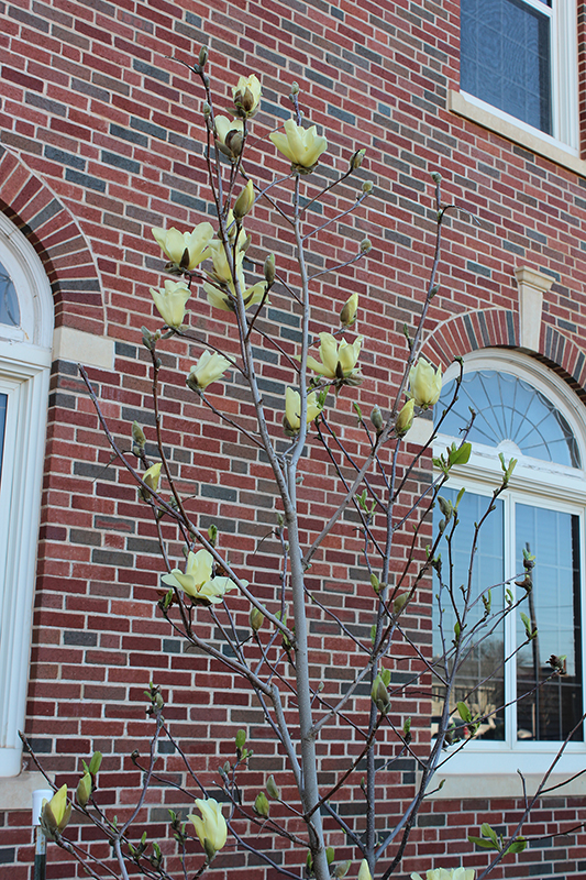 Deciduous cultivar growing along a building.