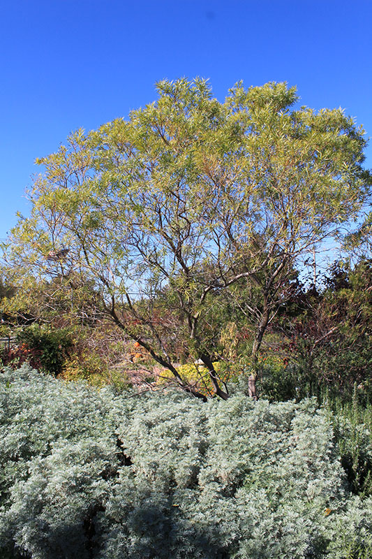 Desert-Willow Cultivars growing in a flowerbed.