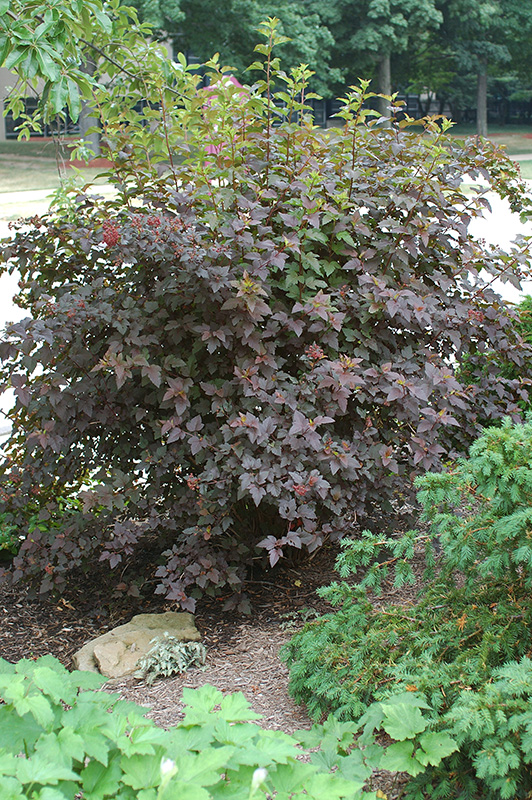 Diablo Ninebark growing in a flowerbed.