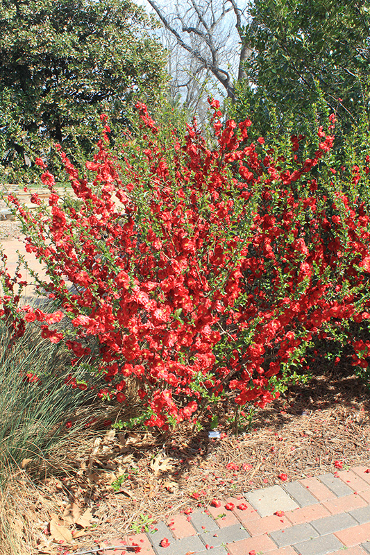 The Double Take Series, Flowering Quince in a flowerbed with red flowers.