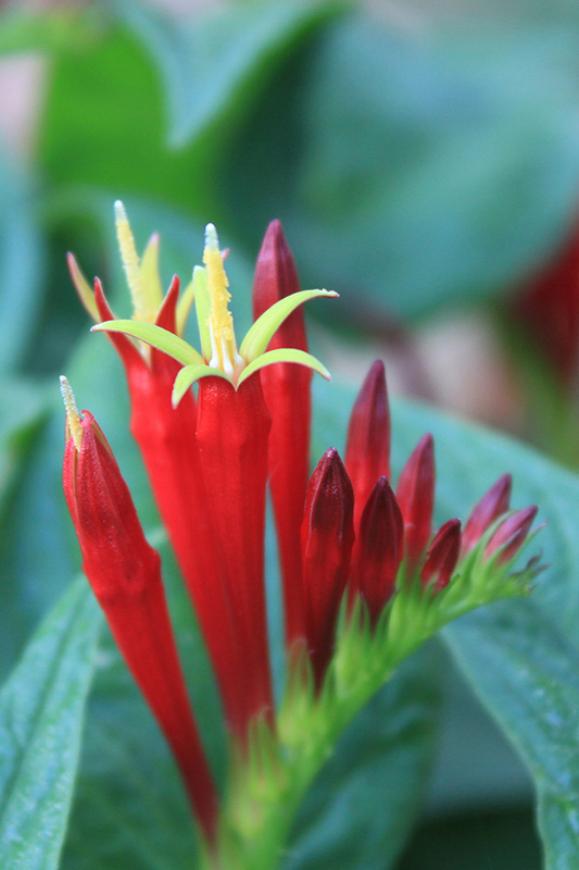 Close up of the indian pink flower in bloom.