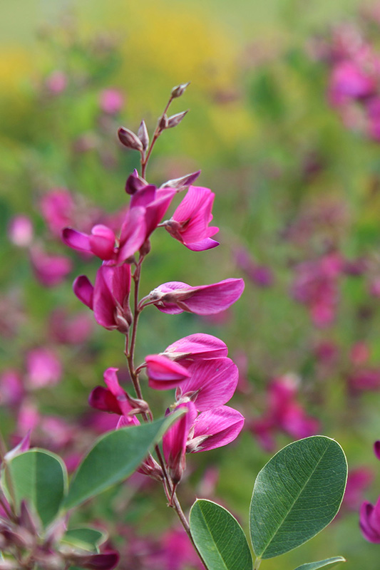 Little Volcano and Gibralter purple colored flower in bloom.