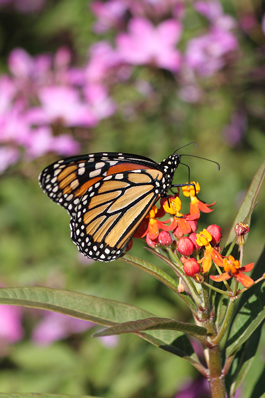 Milkweed plant with a butterfly on it.
