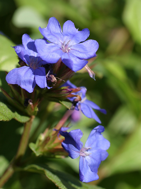 Purple Perennial Plumbago flower in bloom.