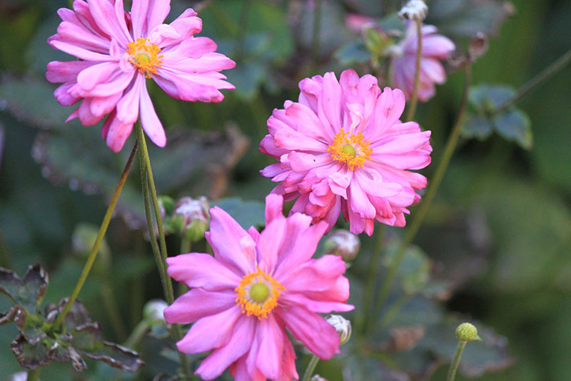 Pink flower in bloom from the Prinz Heinrich Japanese Anemone.