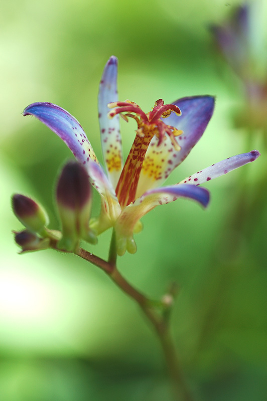 Purple flower on the Toad Lily plant.