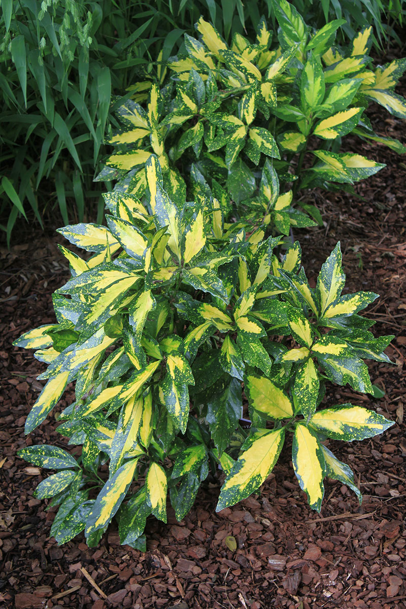 A short shrub displaying yellow leaves with dark green edges.