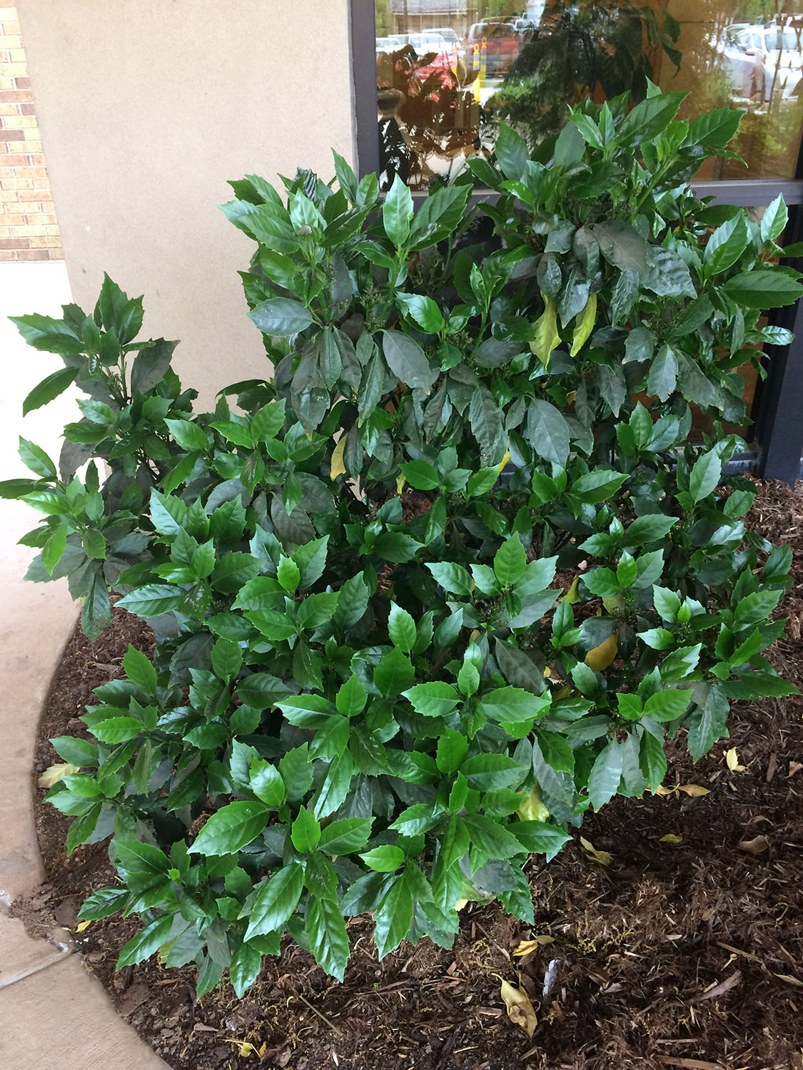 A top view of a bush with green leaves in a flowerbed.