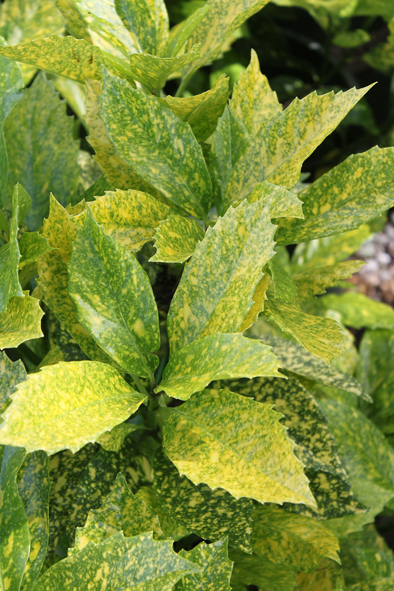 A close-up of a bush with yellow leaves.