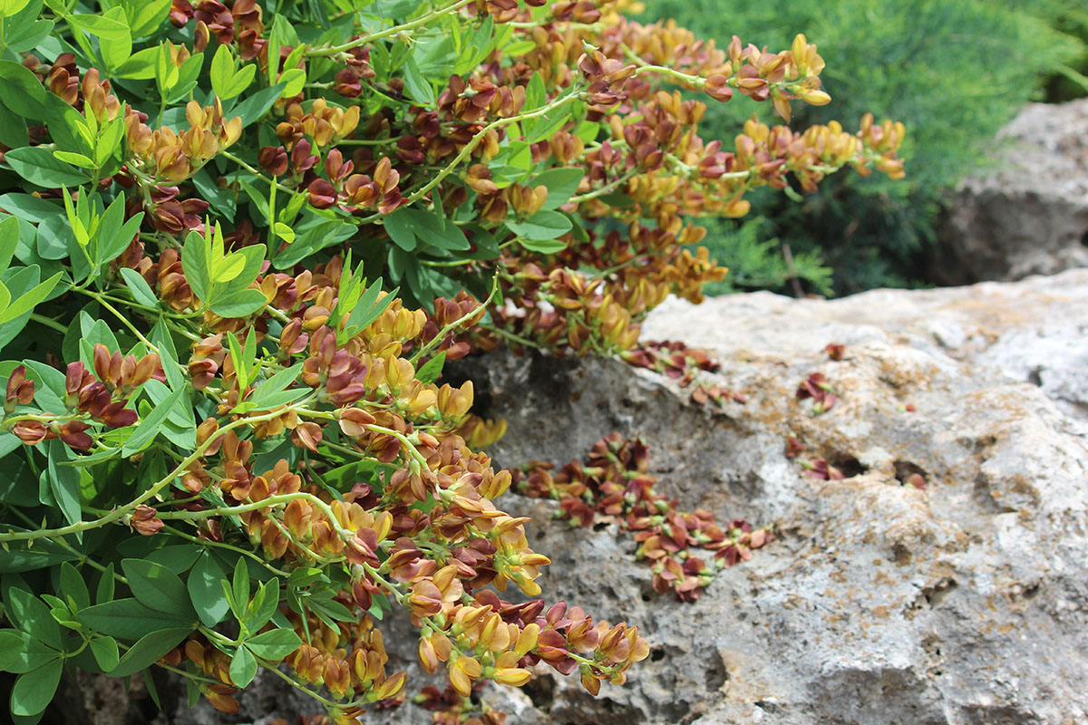 A plant displaying red and yellow flowers.