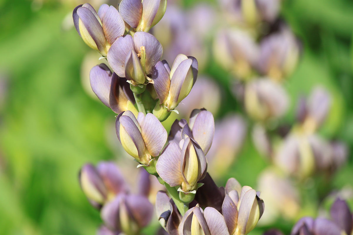 A close-up view of a purple flower stem.