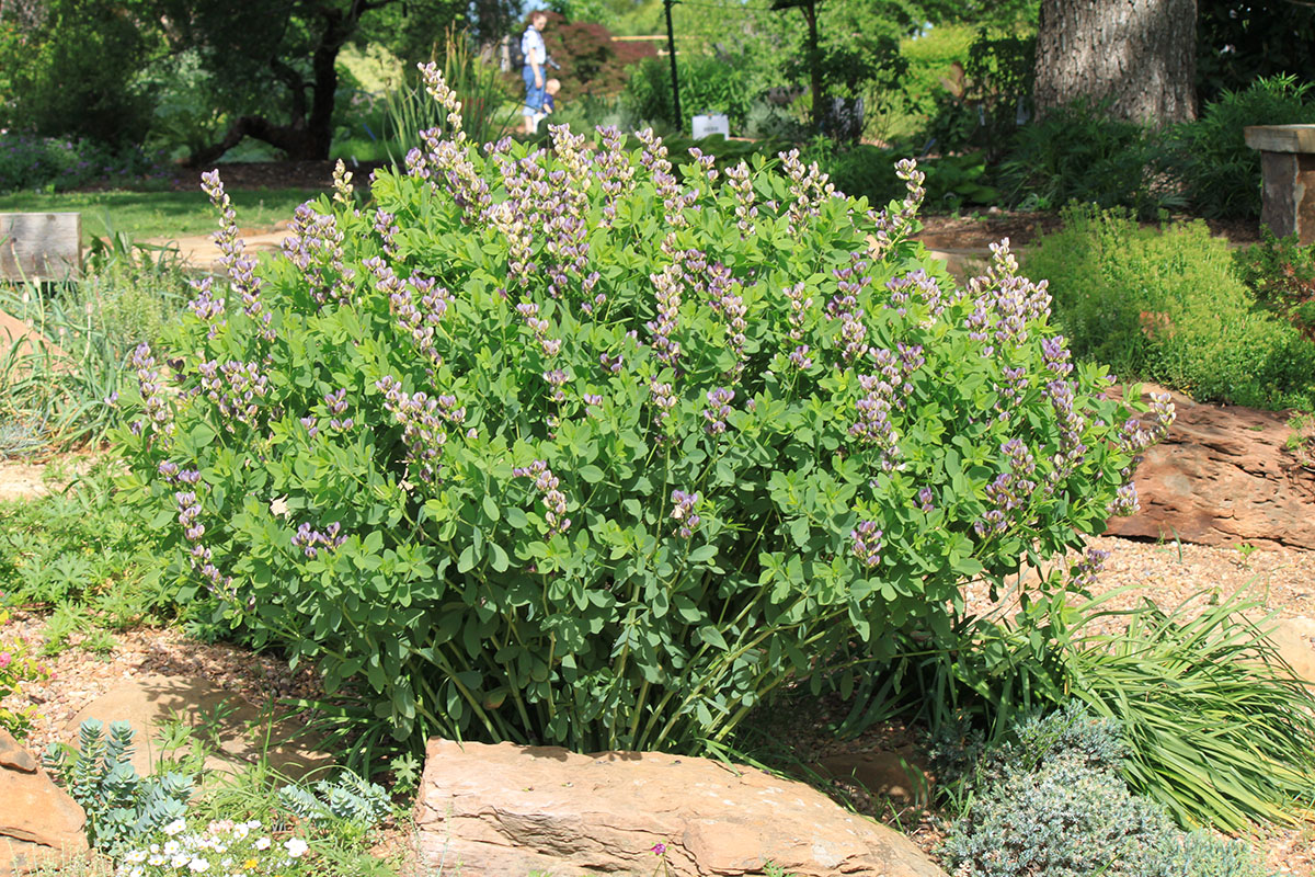 A bush of purple flowers in a flowerbed.