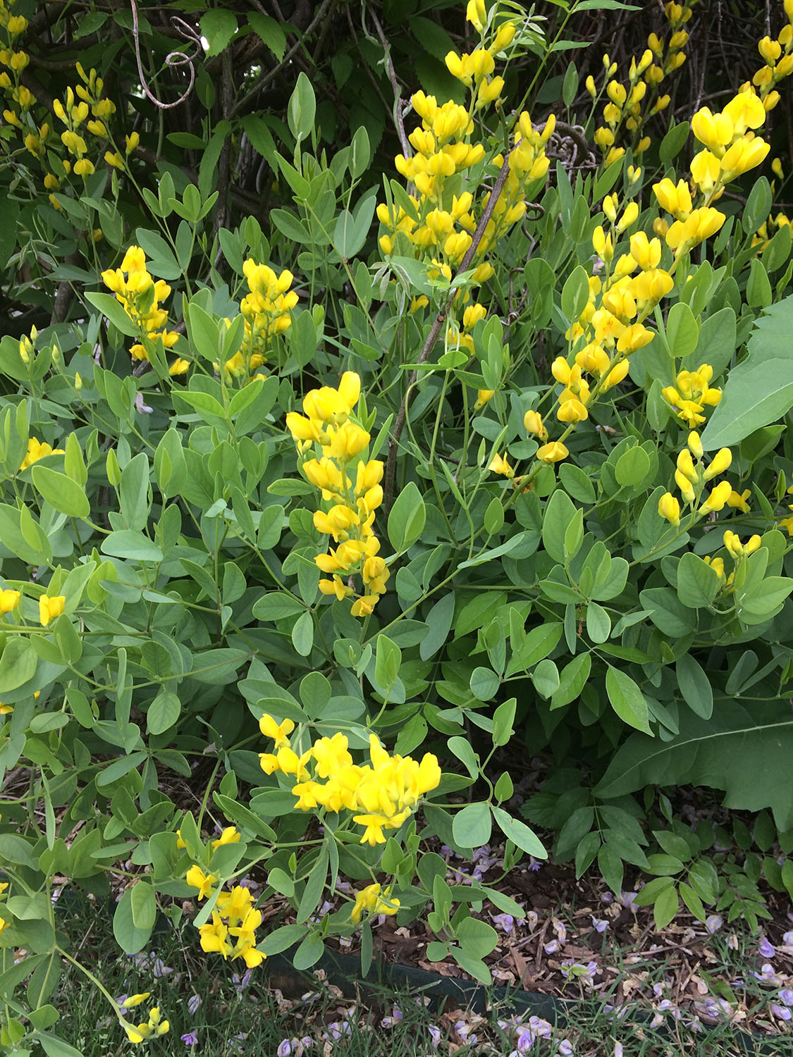 A bush with yellow flowers growing in a flowerbed.
