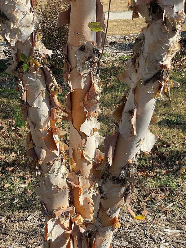 Three tree trunks peeling their bark.