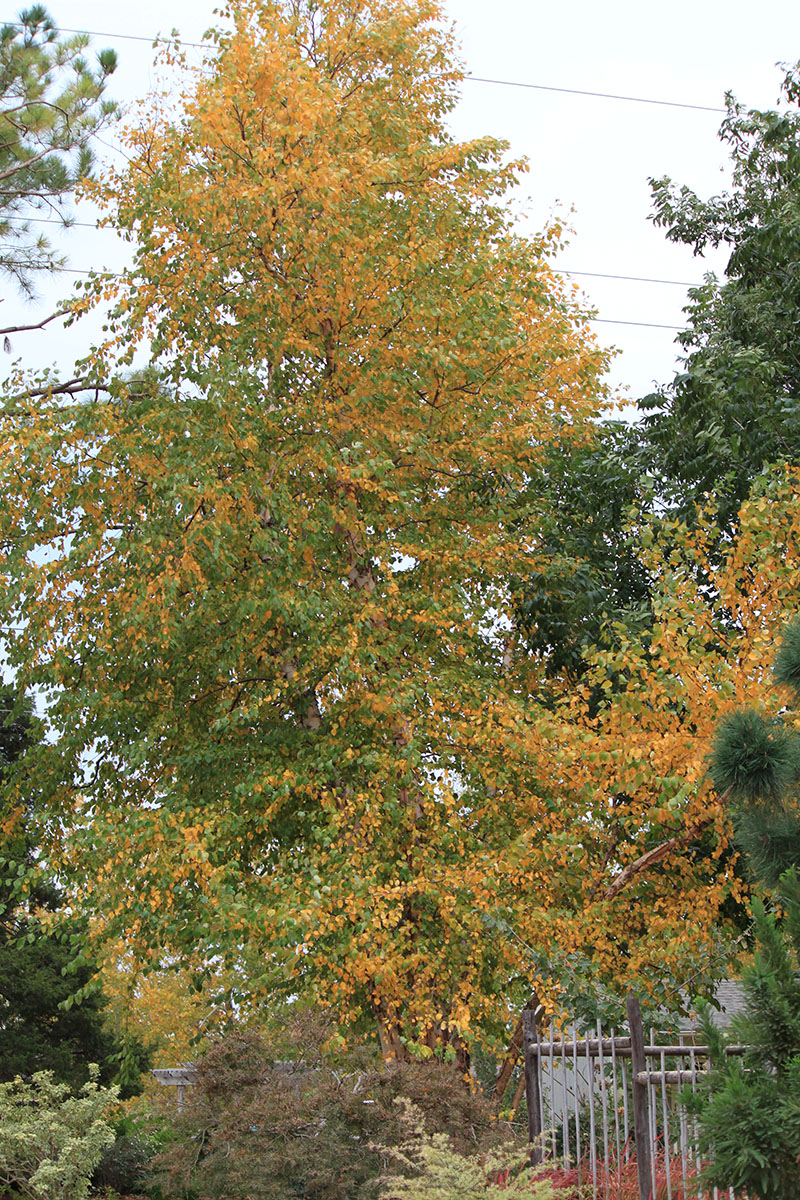 A tall tree with green and yellow leaves.