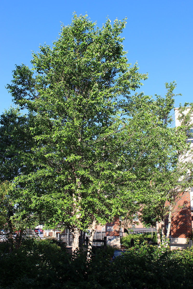 A tall tree displaying green foliage and a white trunk.