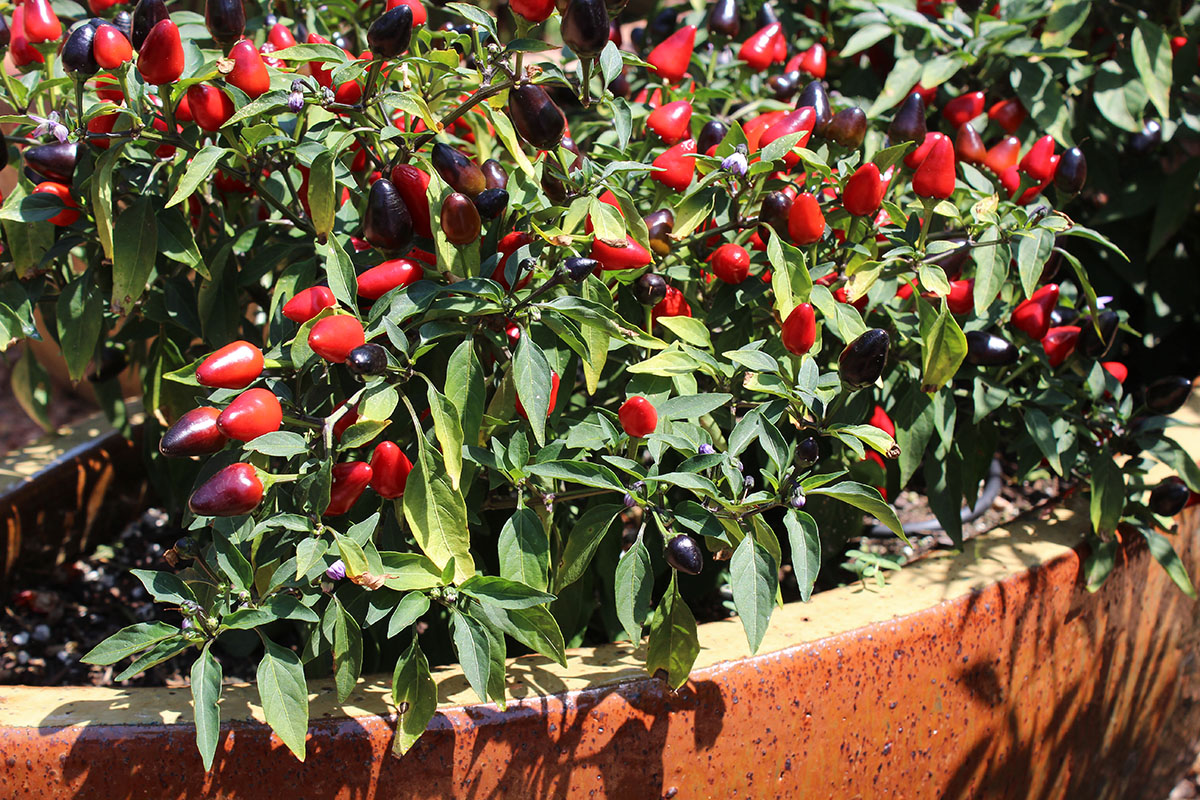 A bush with red peppers.