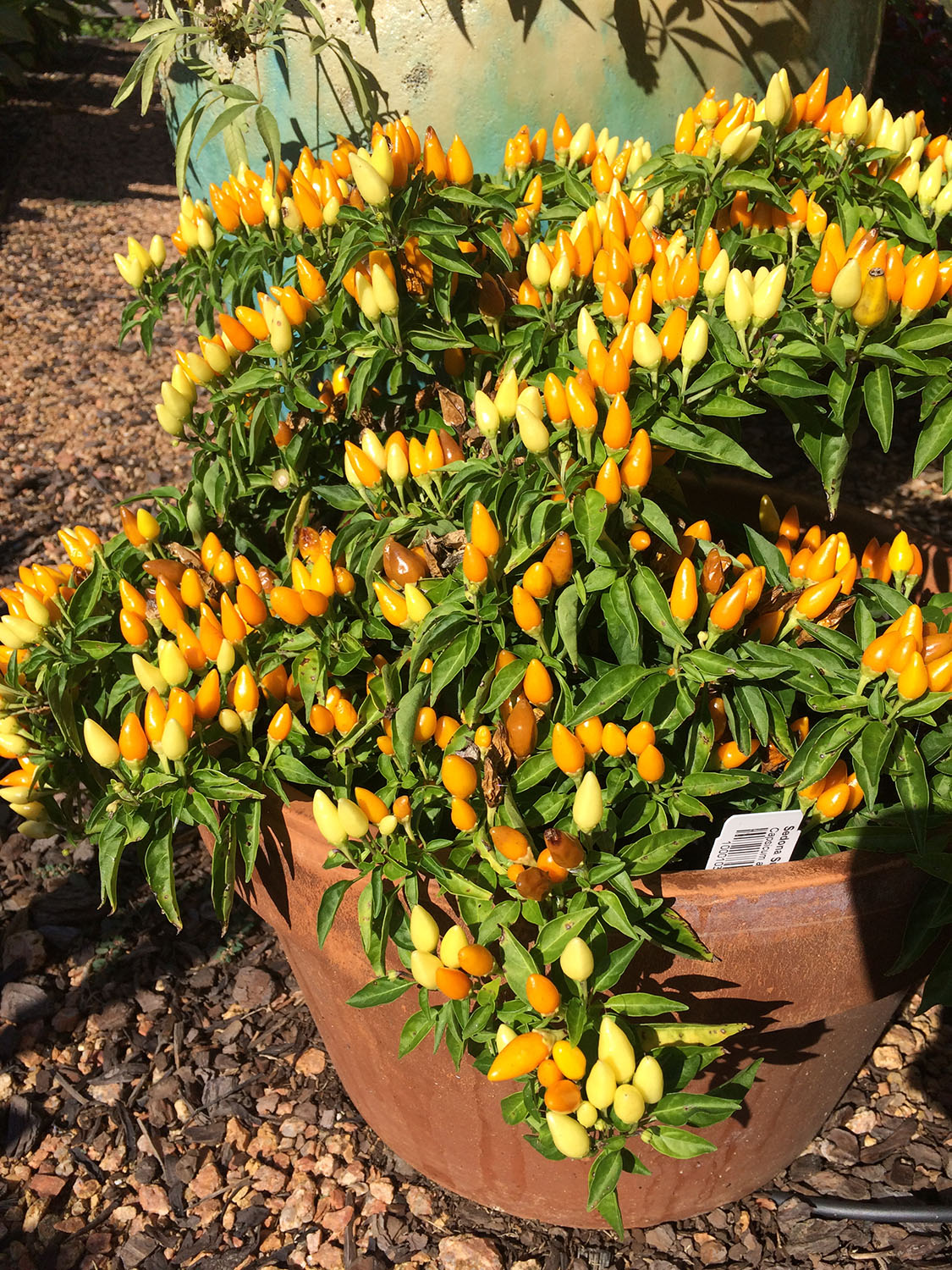 Bush with bright yellow peppers.