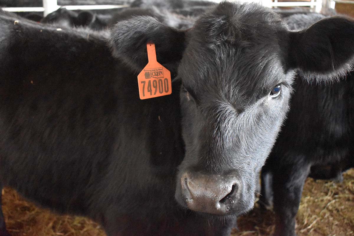 Oklahoma Quality Beef Network Oklahoma State University