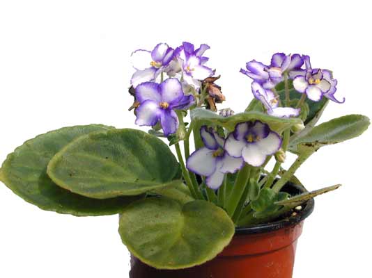 An African Violet plant with purple and white flowers and large round leaves growing in a pot. An African Violet plant with purple and white flowers and large round leaves growing in a pot.