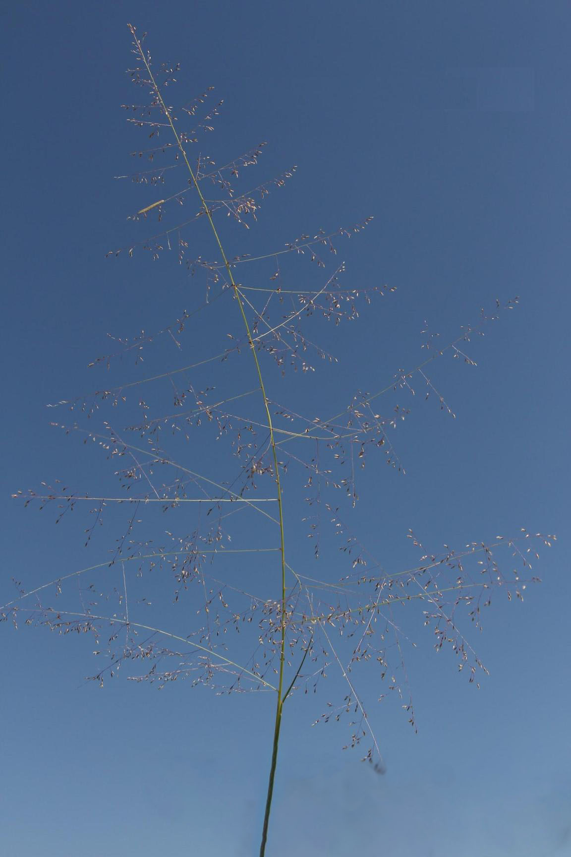 Large, open branched seedhead; can be half of plant height