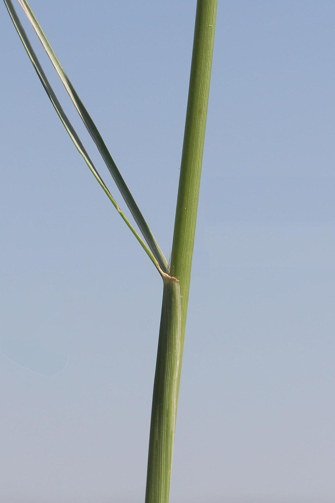 Sparse hairs at collar