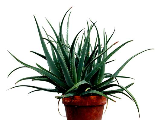 A large Aloe Vera plant with several leaves growing in a pot. A large Aloe Vera plant with several leaves growing in a pot.