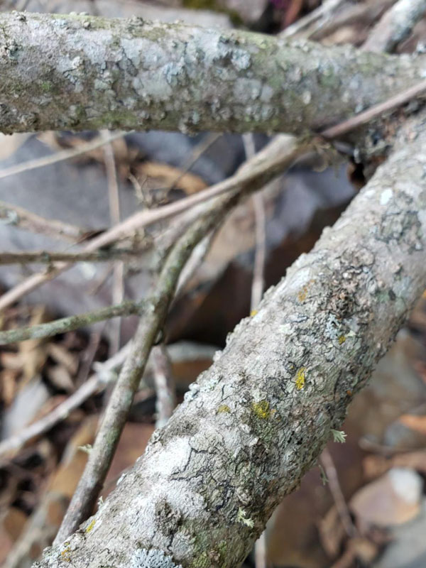 Bark: light gray-brown to gray