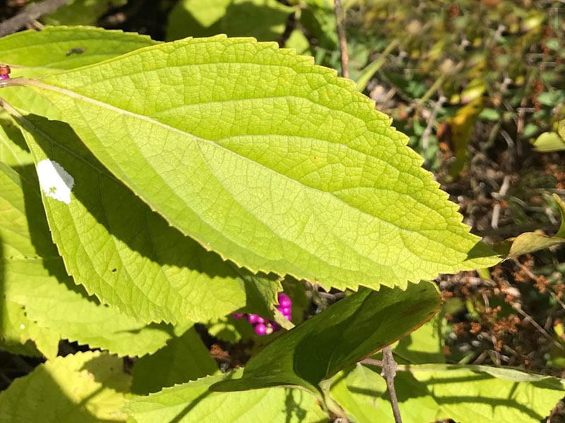 Leaves oval and pointed with jagged edges