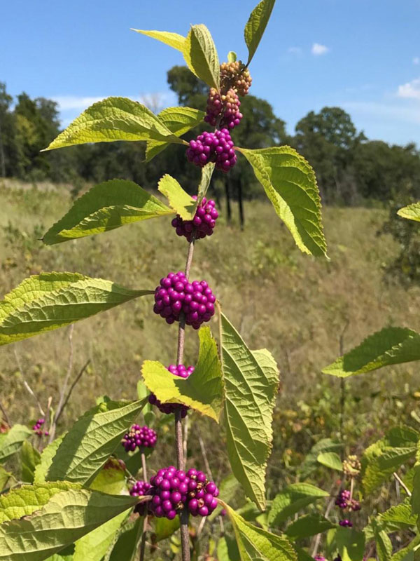 Long arching branches