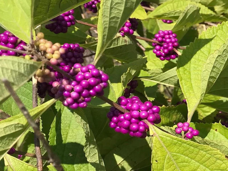 Purple clusters of berries where leaves attach to stems