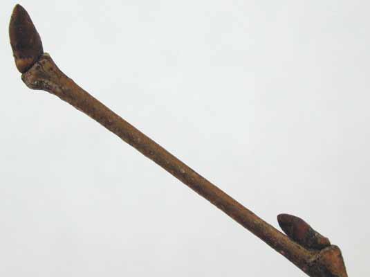 A brown American Elm branch with two small oval shaped buds. A brown American Elm branch with two small oval shaped buds.