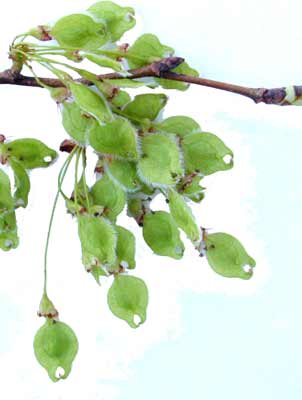 American Elm seeds encased in a flat, green and papery hull. American Elm seeds encased in a flat, green and papery hull.