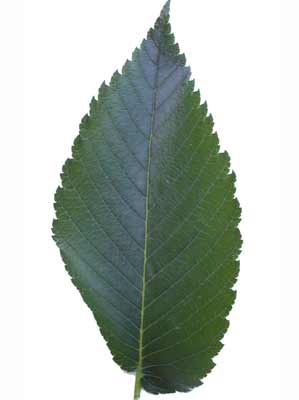 A green, oval shaped leaf with serrated edges from an American Elm. A green, oval shaped leaf with serrated edges from an American Elm.