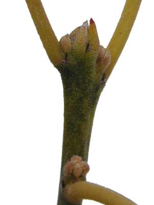 An American Holly branch with small pointy buds. An American Holly branch with small pointy buds.