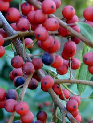The small, round, red berries hanging from a branch of an American Holly. The small, round, red berries hanging from a branch of an American Holly.
