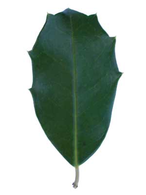 A green, oval shaped American Holly leaf with spiky edges. A green, oval shaped American Holly leaf with spiky edges.