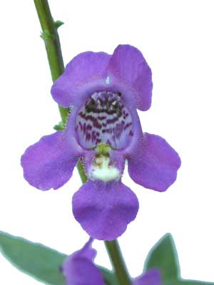 Small purple Angelonia flower with five petals on a stem.