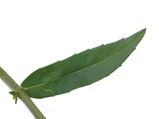 A long, slender, green Angelonia leaf with jagged edges and a visible vein down the center.