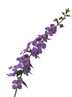 An Angelonia stem with small purple flowers growing along it.