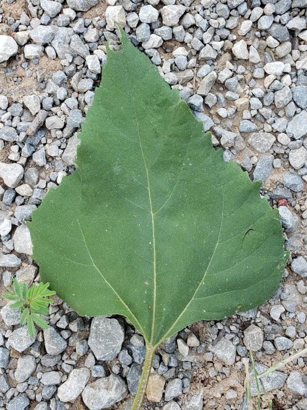 Large, broad, triangular leaves